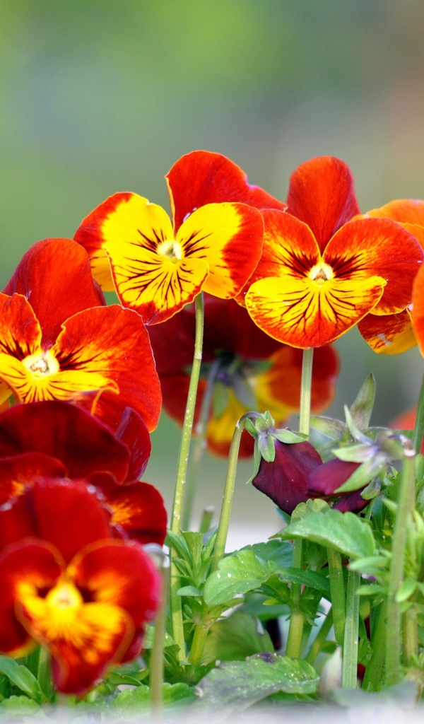 Цветы анютины глазки расцвели в саду