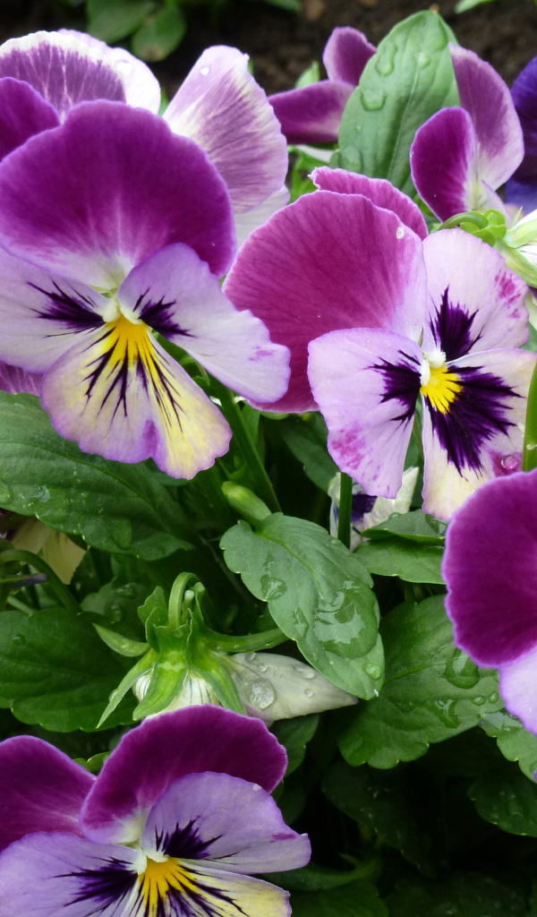 Цветы анютины глазки расцвели на поляне