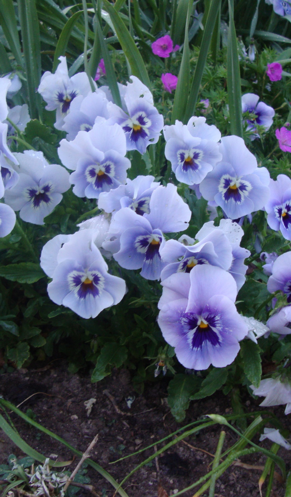 Цветы анютины глазки в лесу