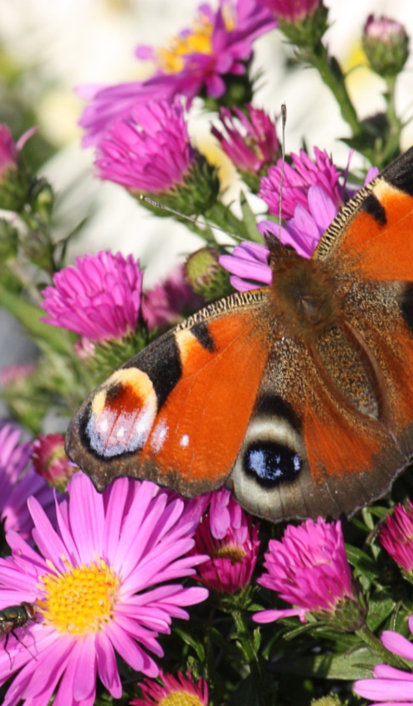 Бабочка павлин