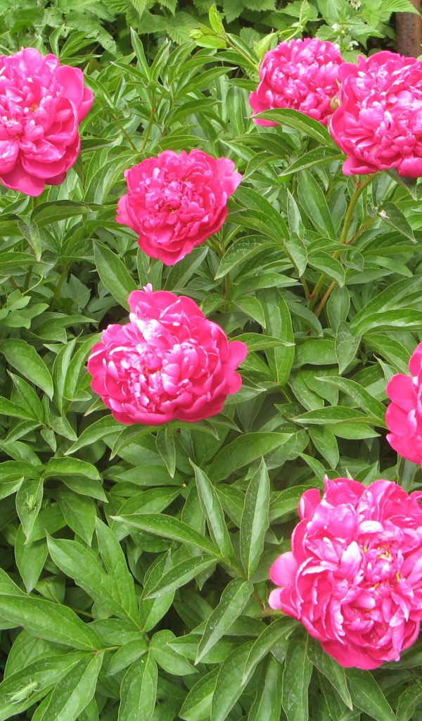 Цветы пионы в моем саду