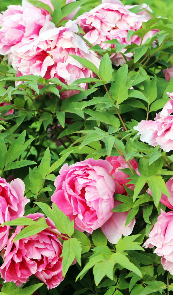 Цветы пионы в саду