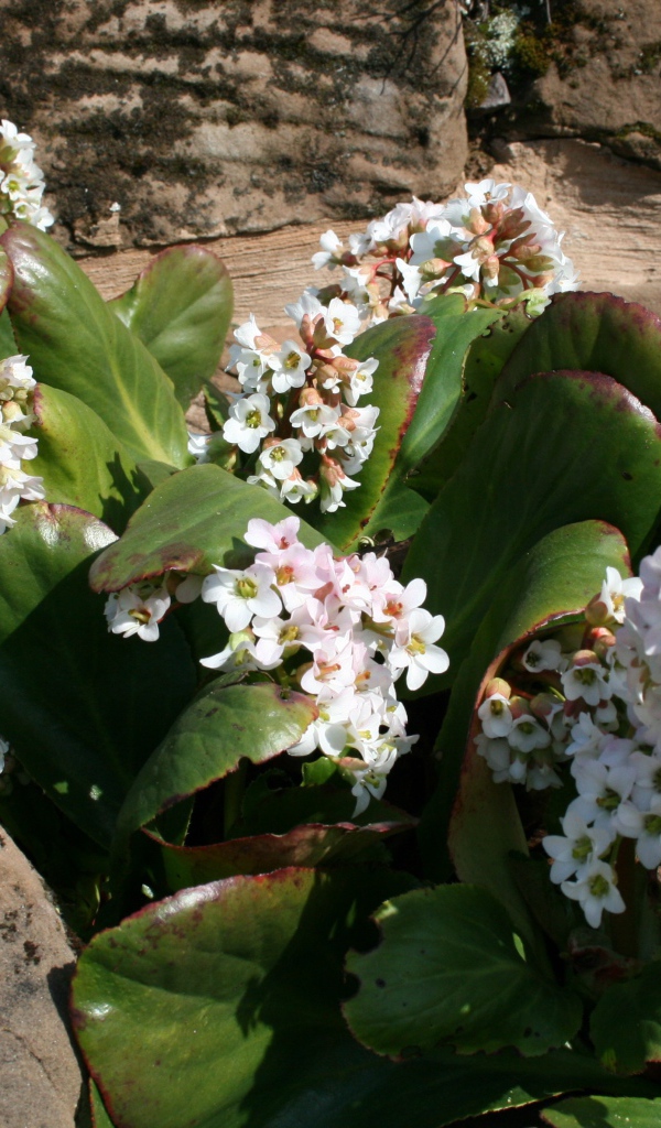 Бадан многолетнее растение