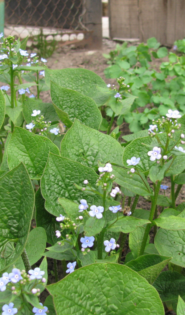Многолетнее красивое растение бруннера