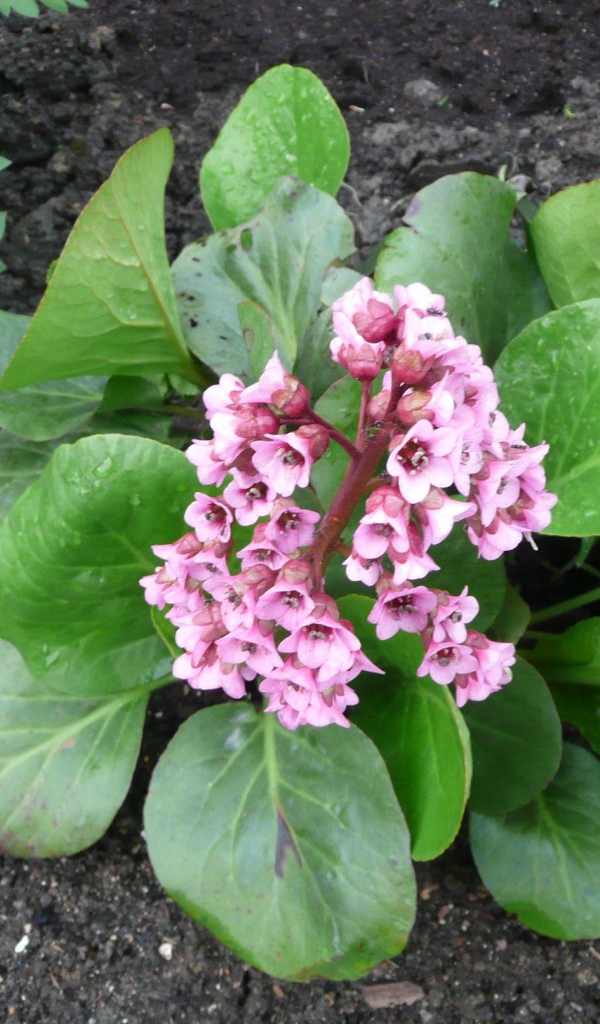 Многолетнее цветы бадан в парке