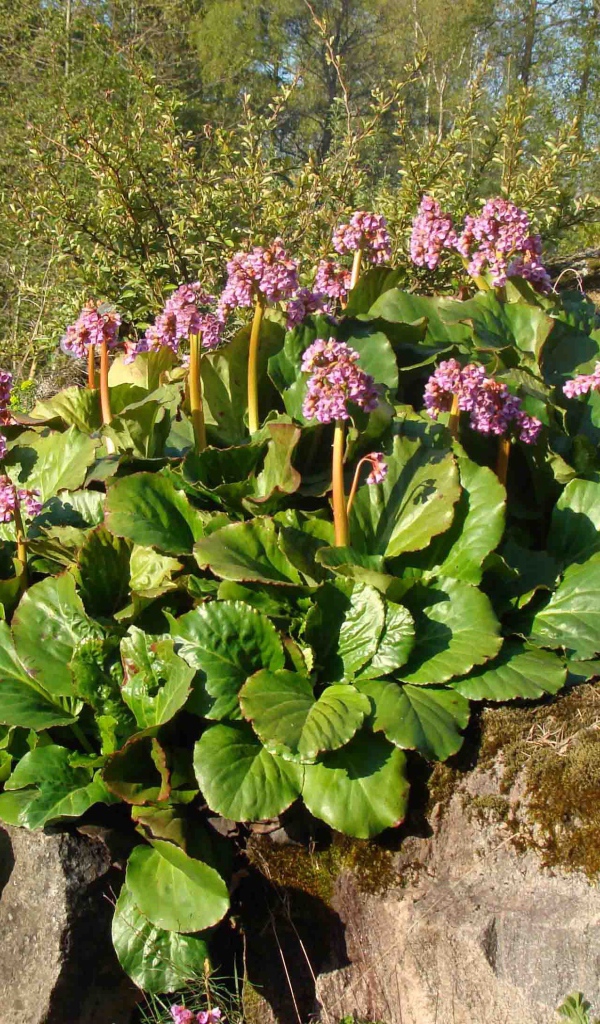 Многолетнее растение бадан в парке