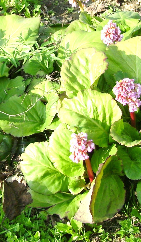 Многолетнее растение бадан на солнце