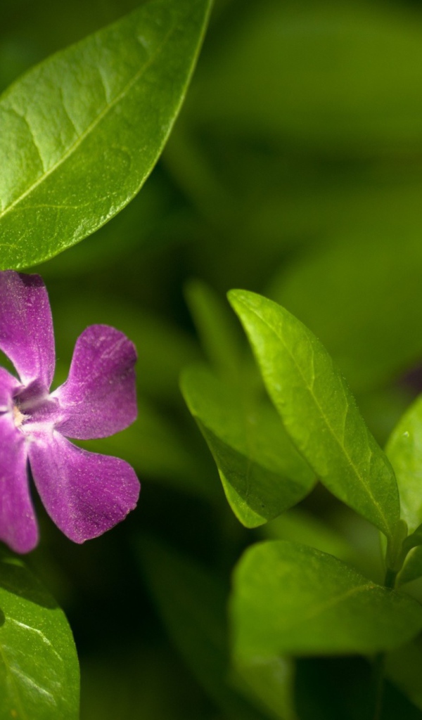 Выращивание цветов барвинок в саду