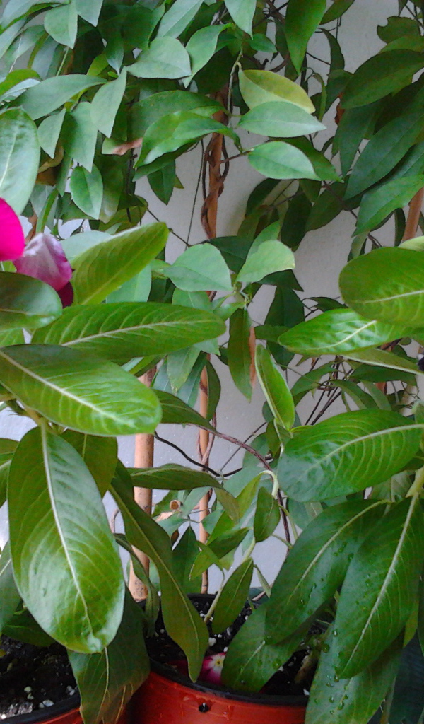 Садовые цветы барвинок на дачном участке