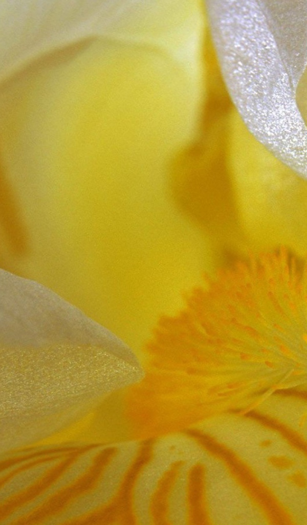 Лепестки желтого ириса