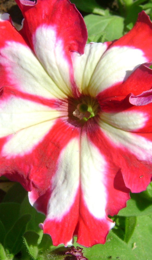 Выращивание цветов петуния в саду