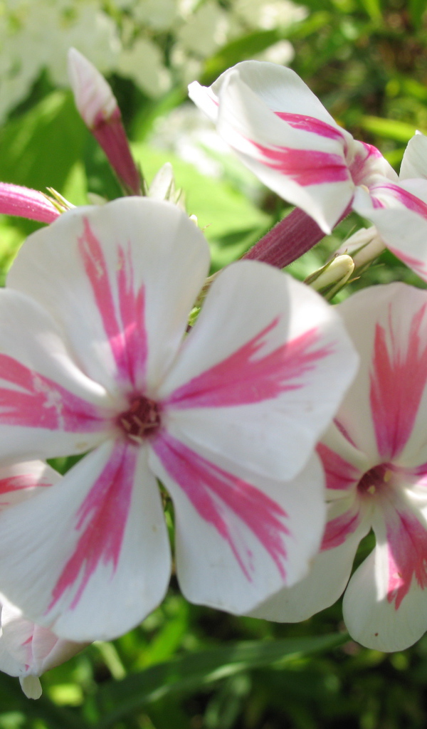 Флокс расцвел на солнечной поляне