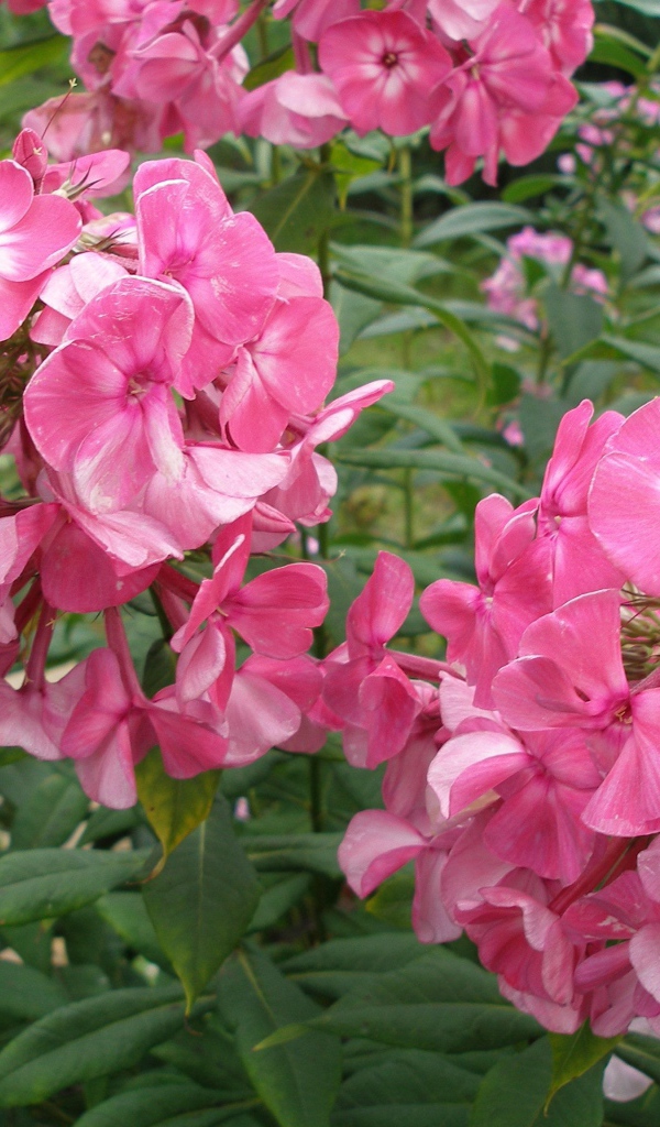 Цветы флокс цветут в саду