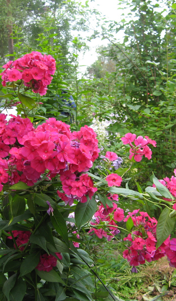 Цветы флокс цветут на поляне