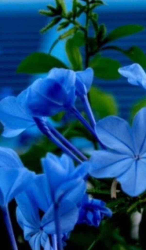 Цветы флокс весной на поляне