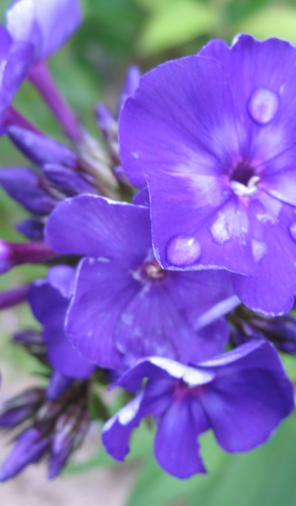 Цветы флокс на поляне