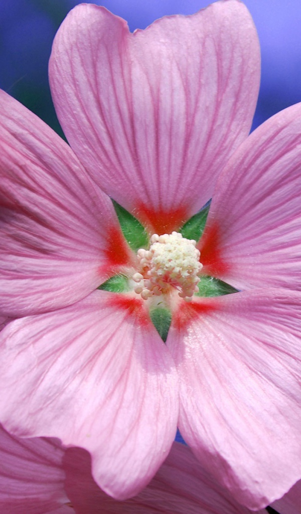 Возьмите цветок