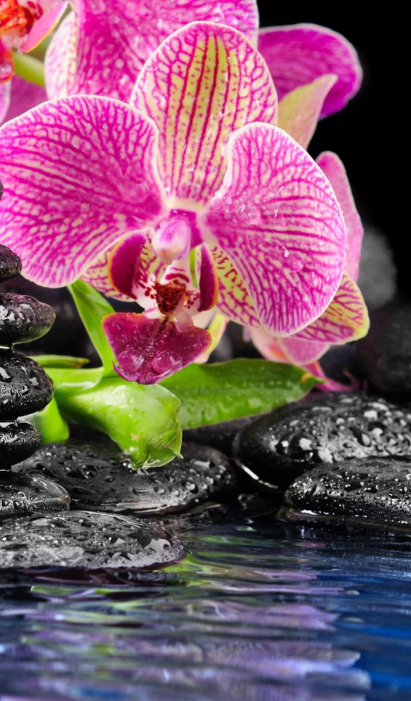 Розовые орхидеи и черные камни