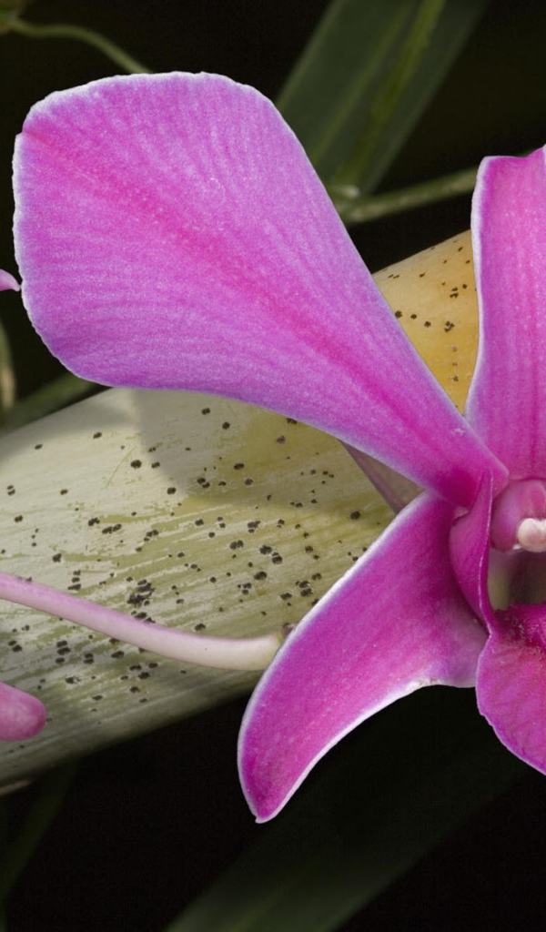 Розовые цветы орхидеи