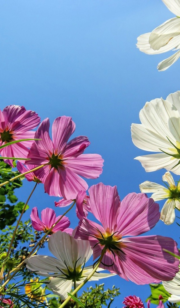 Розовые и белые ромашки