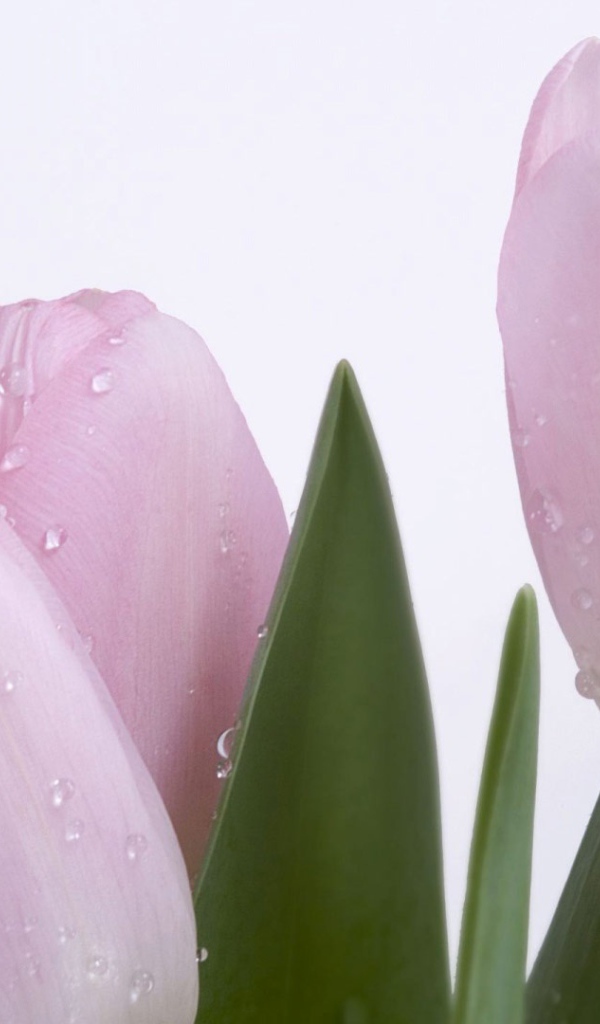 Розовый тюльпан