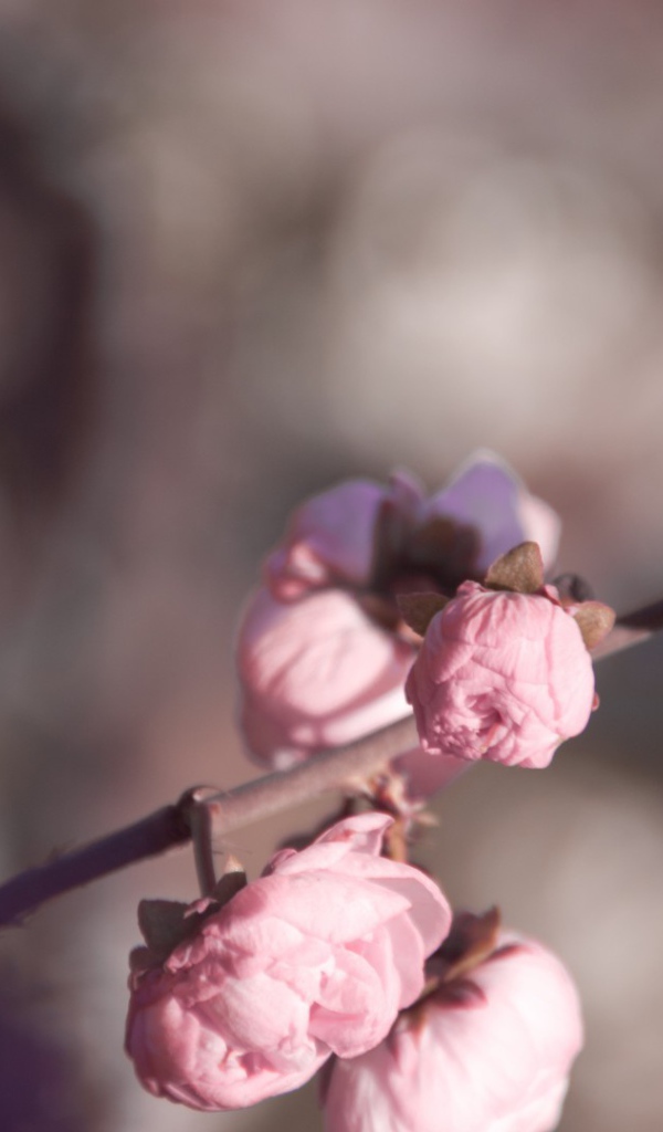 Розовые бутоны на ветке