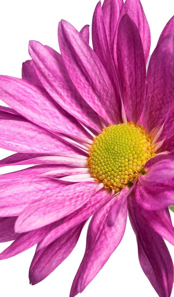 Розовая ромашка