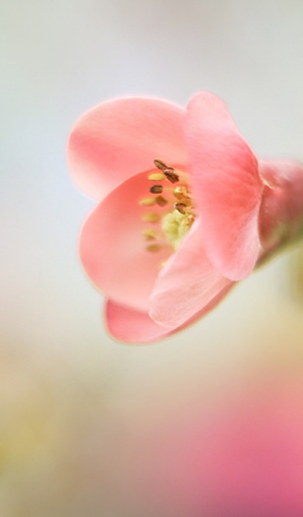 Розовый цветок