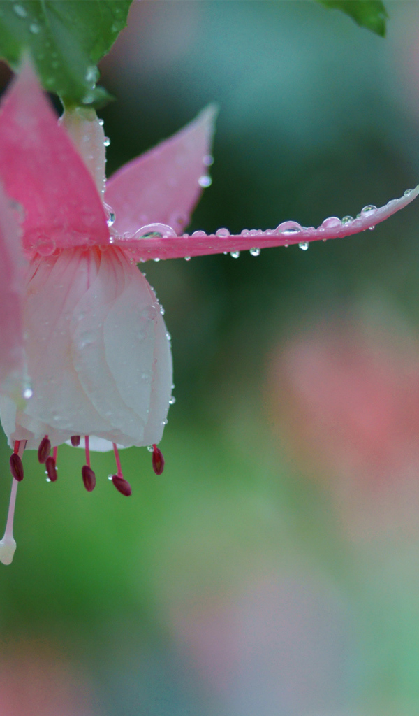 Розовый цветок