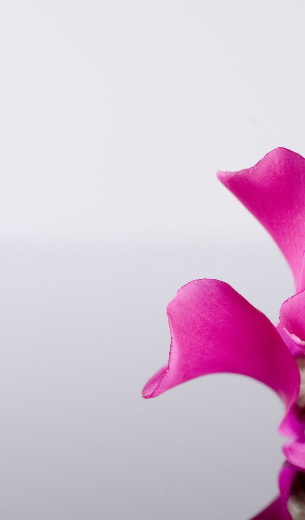 Одинокий розовый цветок