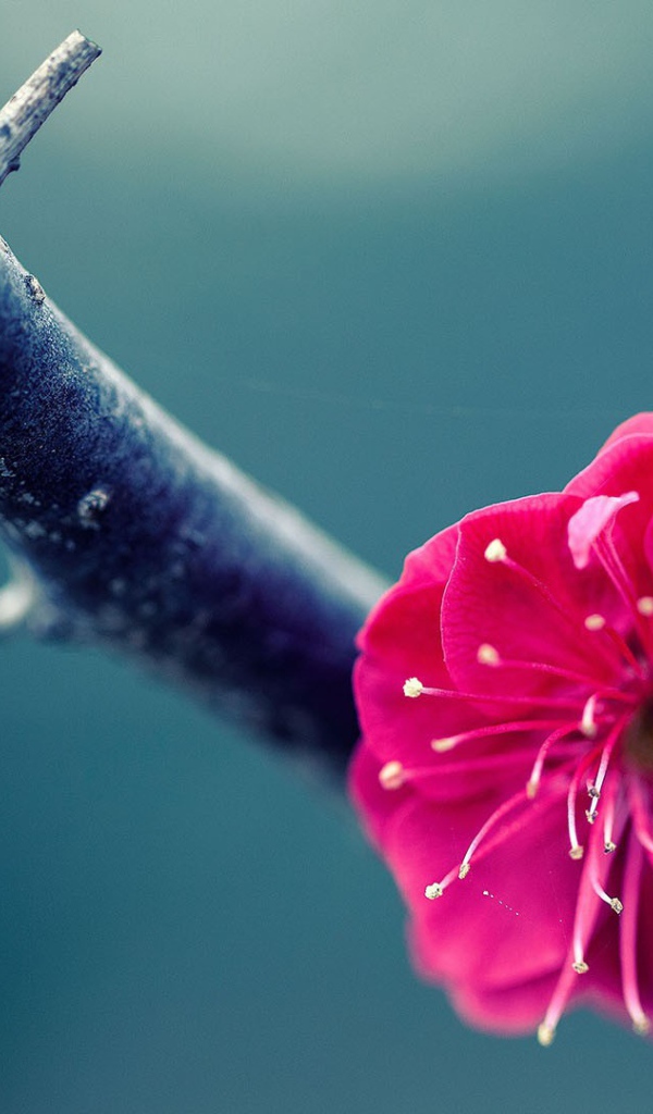 Розовый цветок на ветке