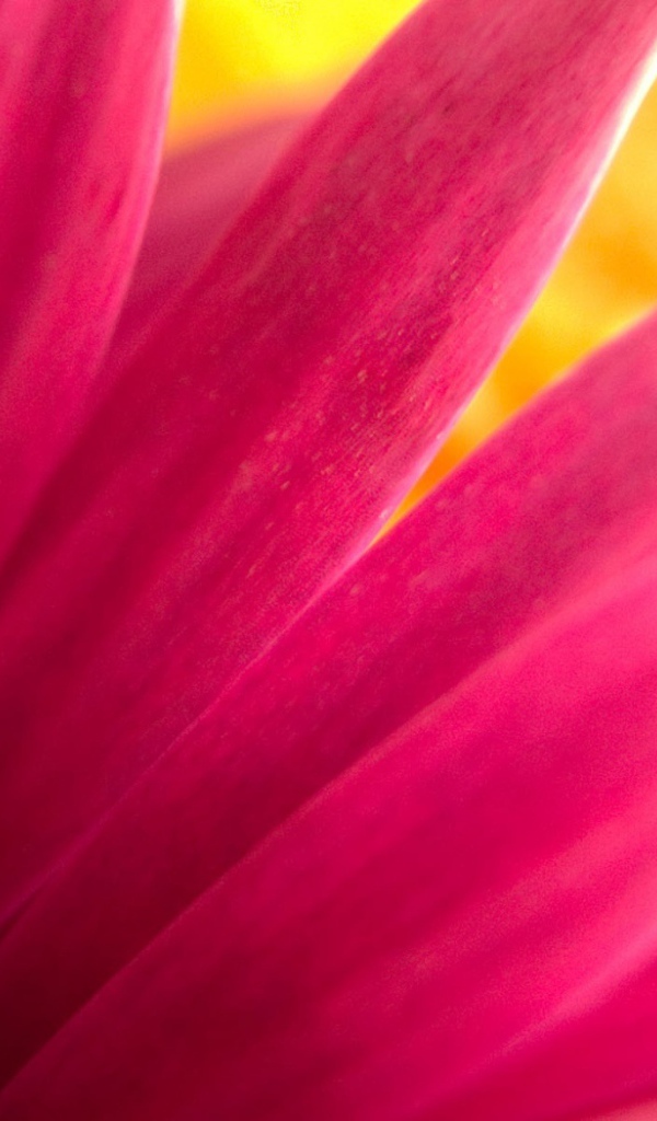 Обои с розовым цветком