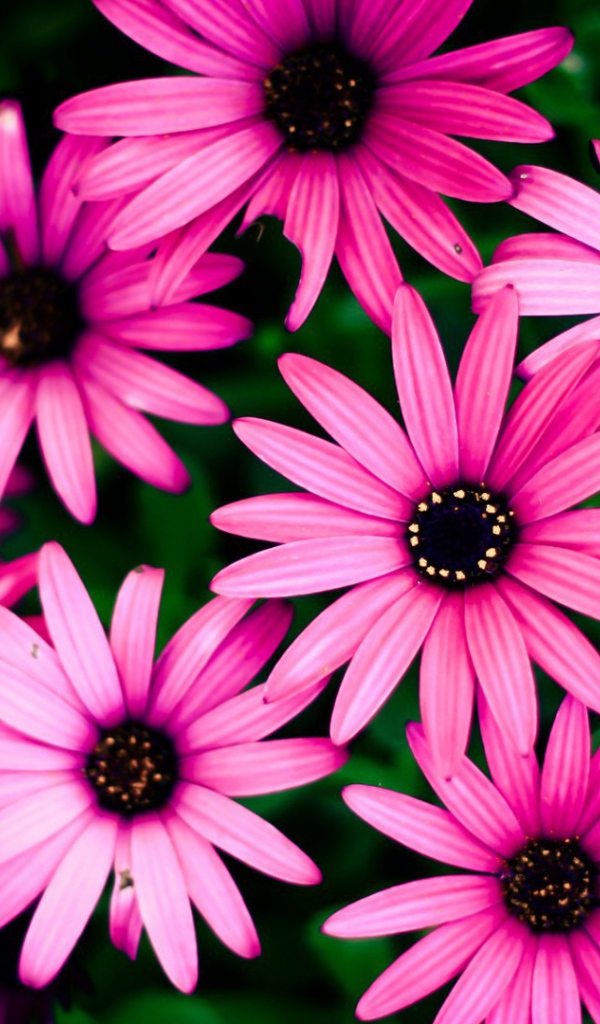 Розовые цветы на фоне зелени