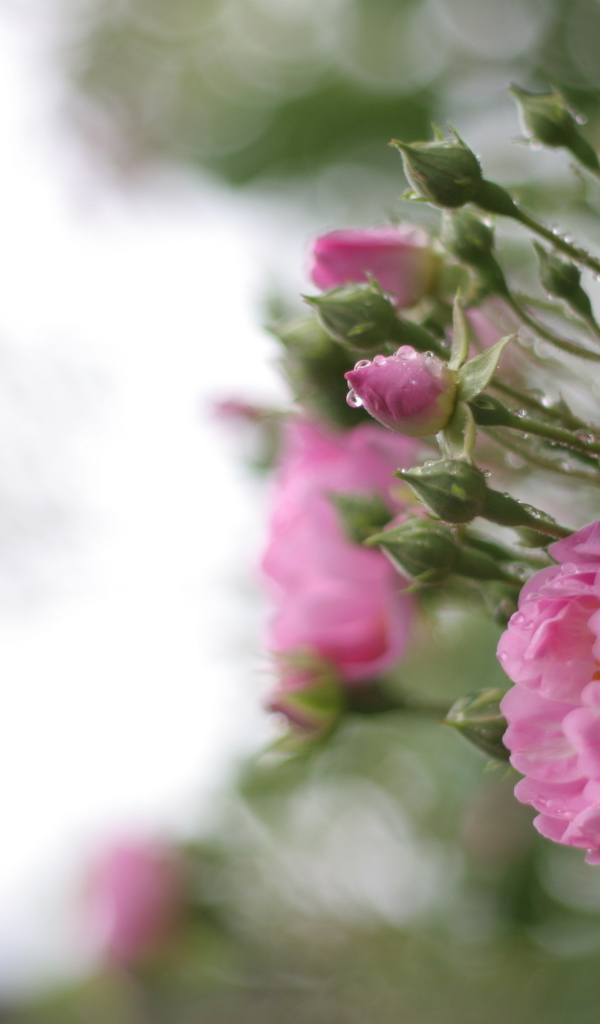 Розовые цветы на кусту