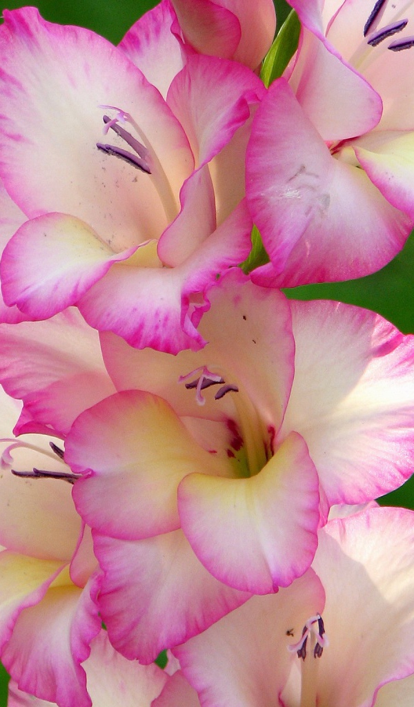 Розовые цветы гладиолуса