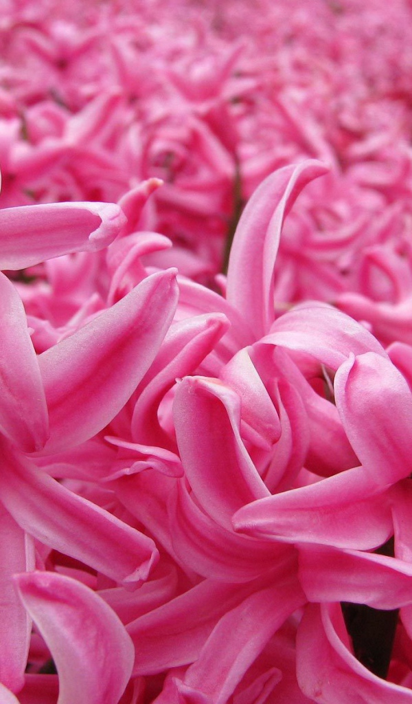 Цветок розовый гиацинт в весеннем саду