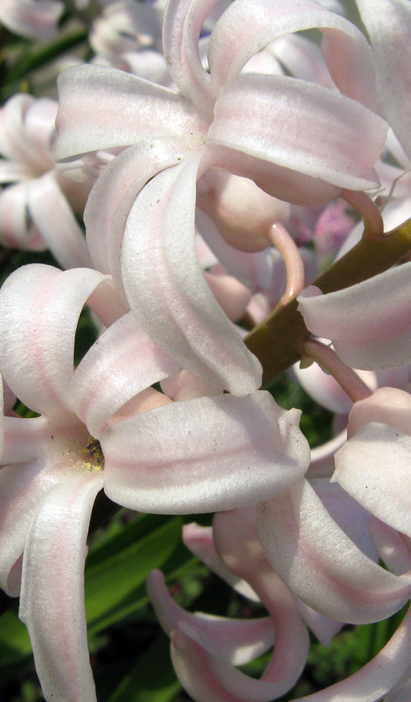 Розовый гиацинт на поляне