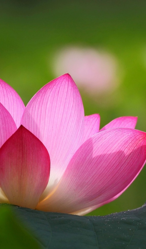 Розовая лилия