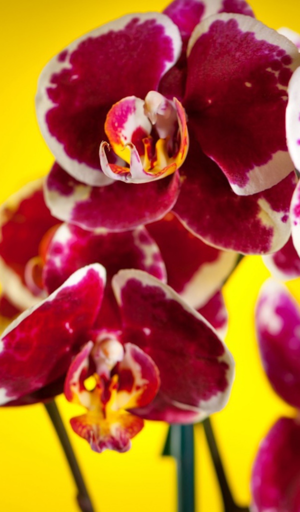 Розовые орхидеи