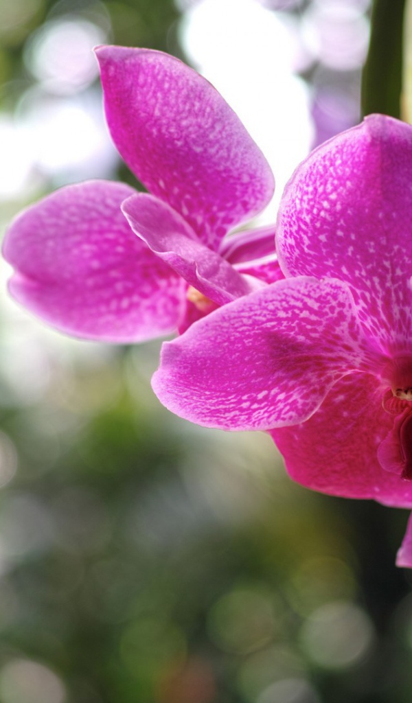 Розовая орхидея