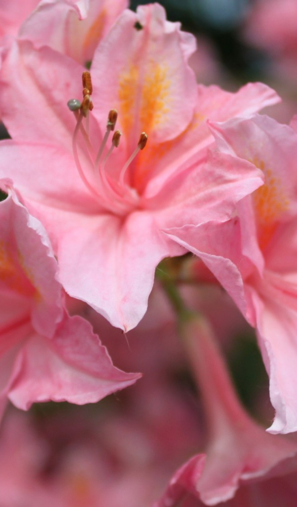 Розовые орхидеи