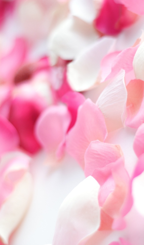 Розовые орхидеи