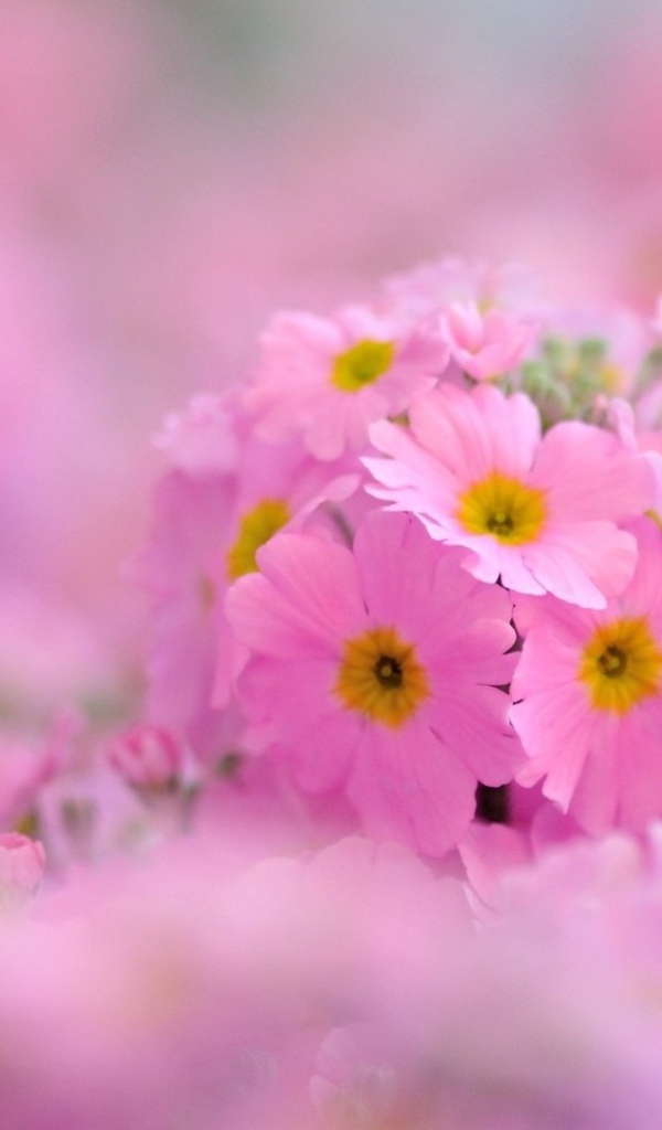 Pозовые лепестки и желтая сердцевина