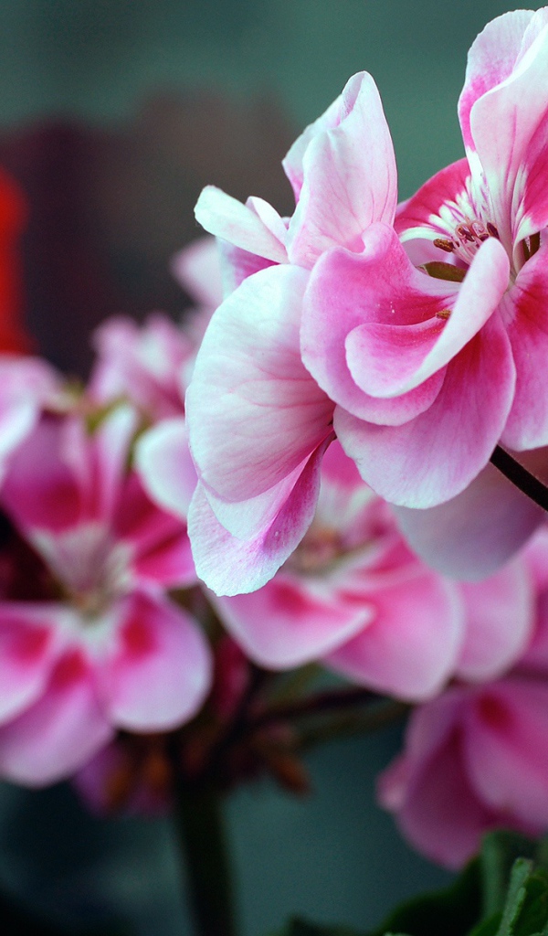 Красные и розовые цветы