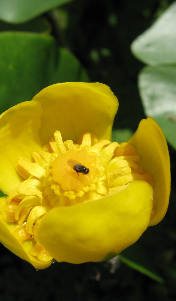 Растение желтая кубышка