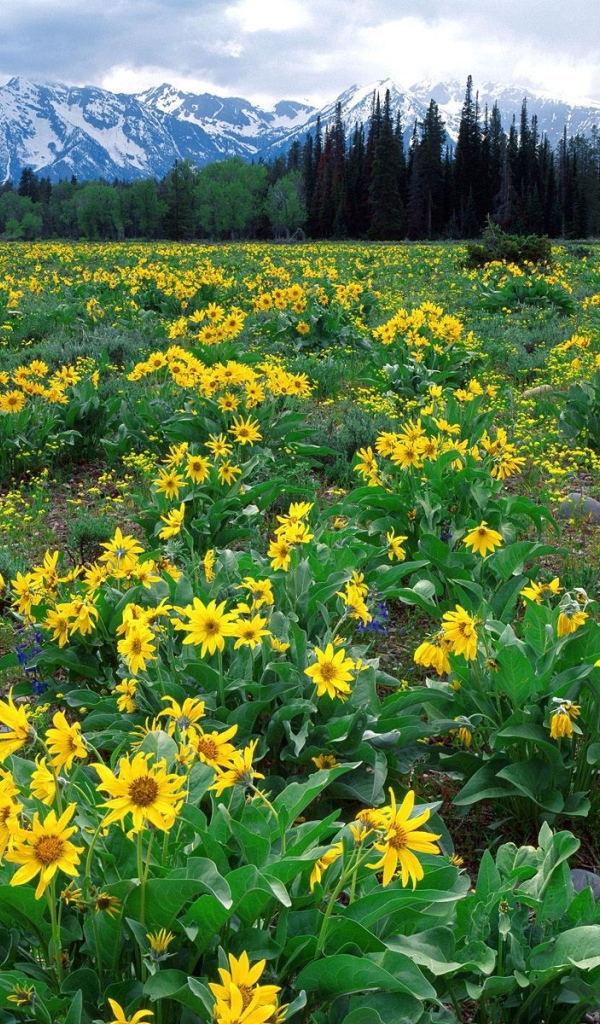 Плантация желтых цветов