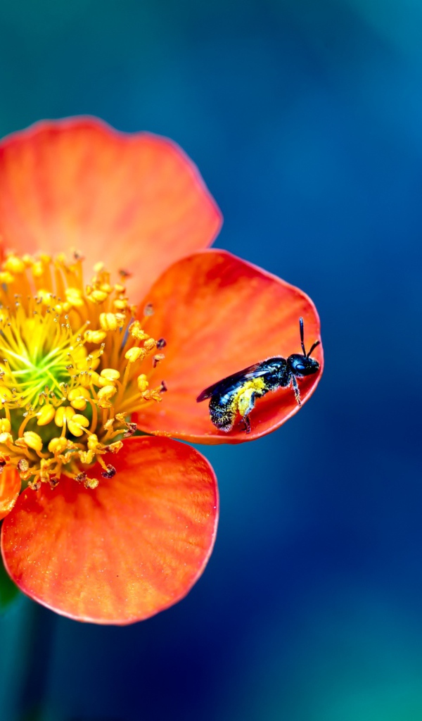 Фото пыльцы