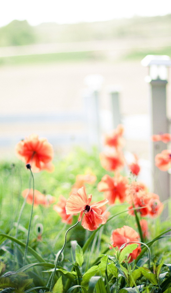 Маки у забора