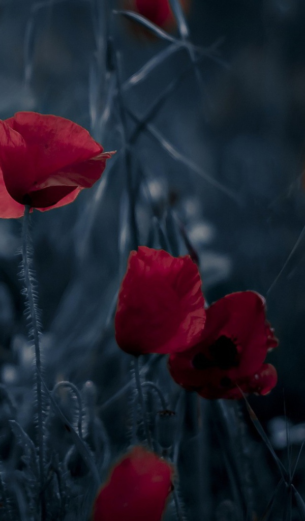 Маки на ночном поле