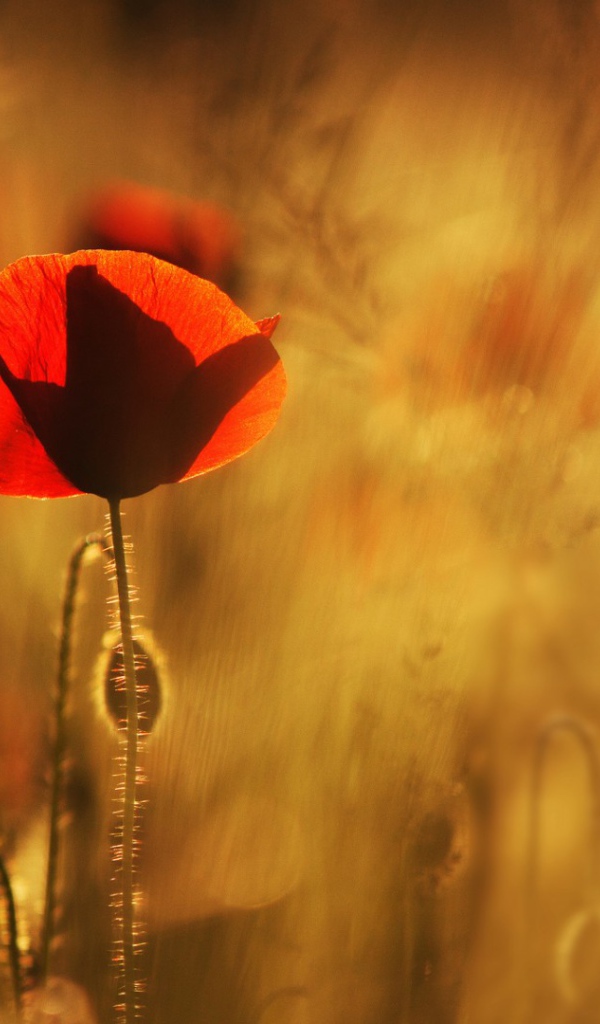 Маки в лучах солнца